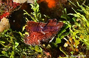 Taenianotus triacanthus Poisson feuille scorpion-Tomia table coral-21m-20180525-Denis-ADER-DSC_0606_tn